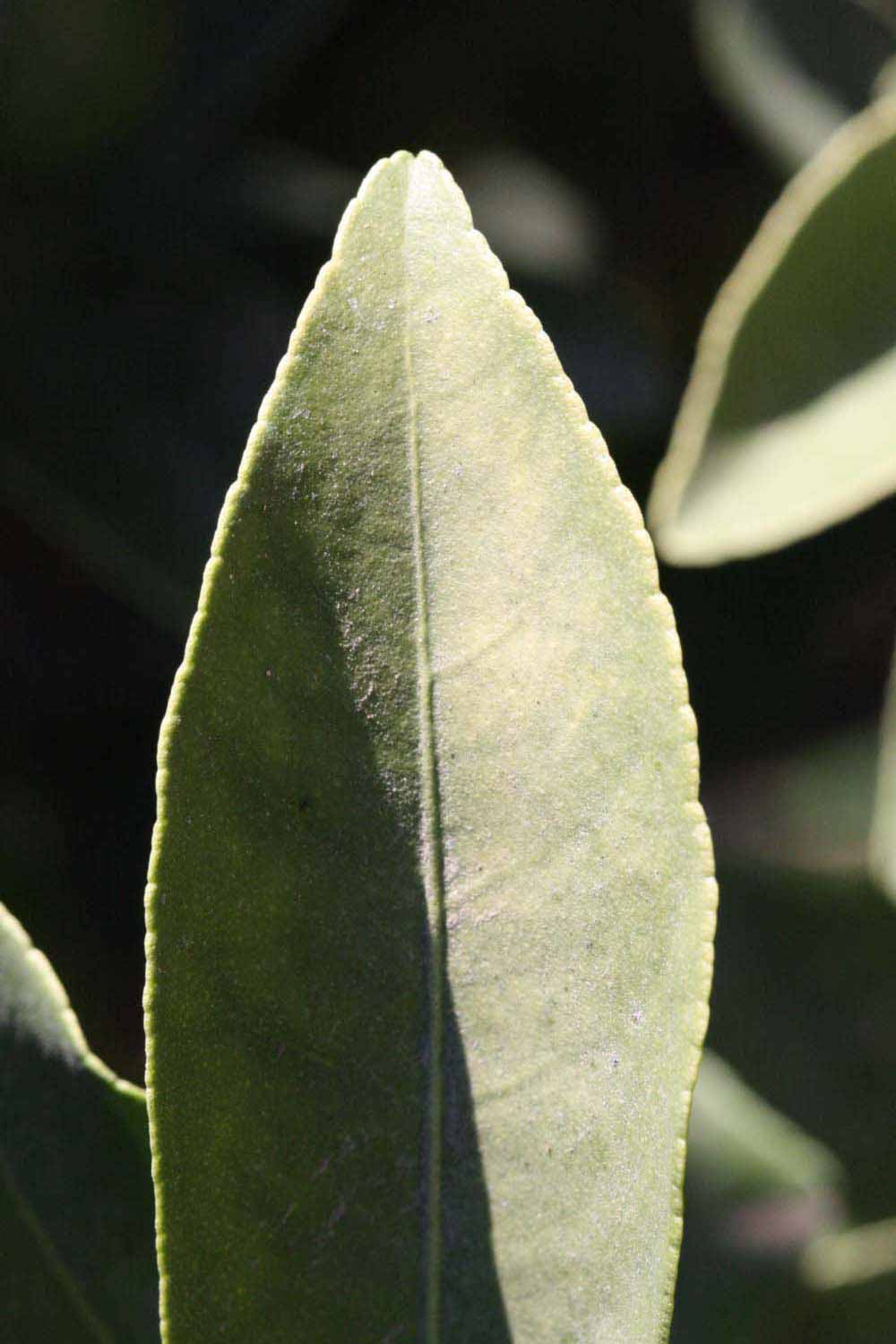              Margin (Riverside, CA)       